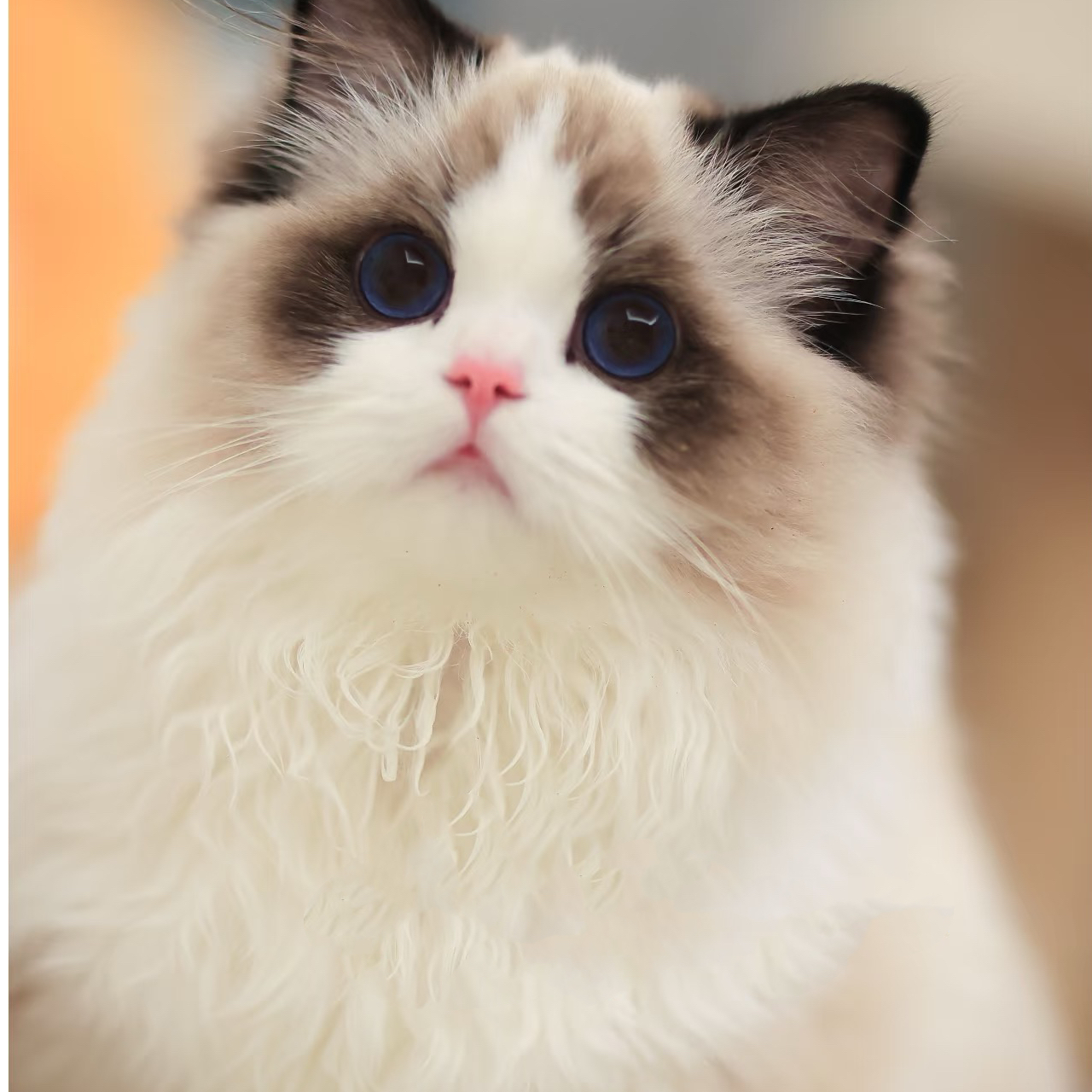 纯种健康活体宠物猫幼猫布偶猫蓝双海双布偶猫山猫布偶幼崽小布猫