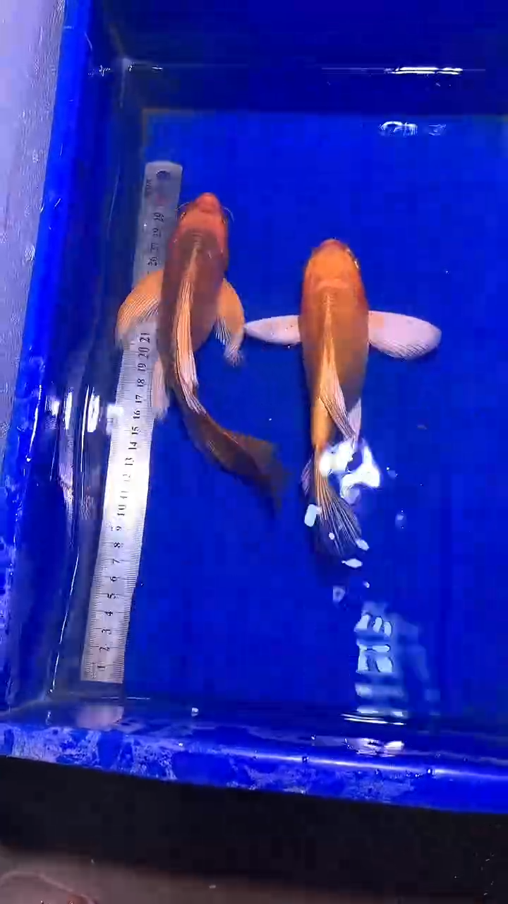 蝴蝶鲤鱼蝴蝶鲤直播选鱼专用链接 凭开箱视频售后