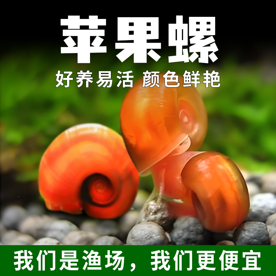 【啃藻神器‌】观赏苹果螺活体‌ 鱼缸清洁工‌ 辣椒蟹黑壳虾懒人宠物
