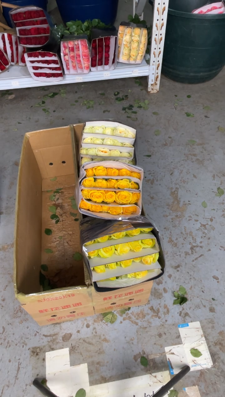 金枝20枝+奶油杯20枝+浪漫沙滩20枝