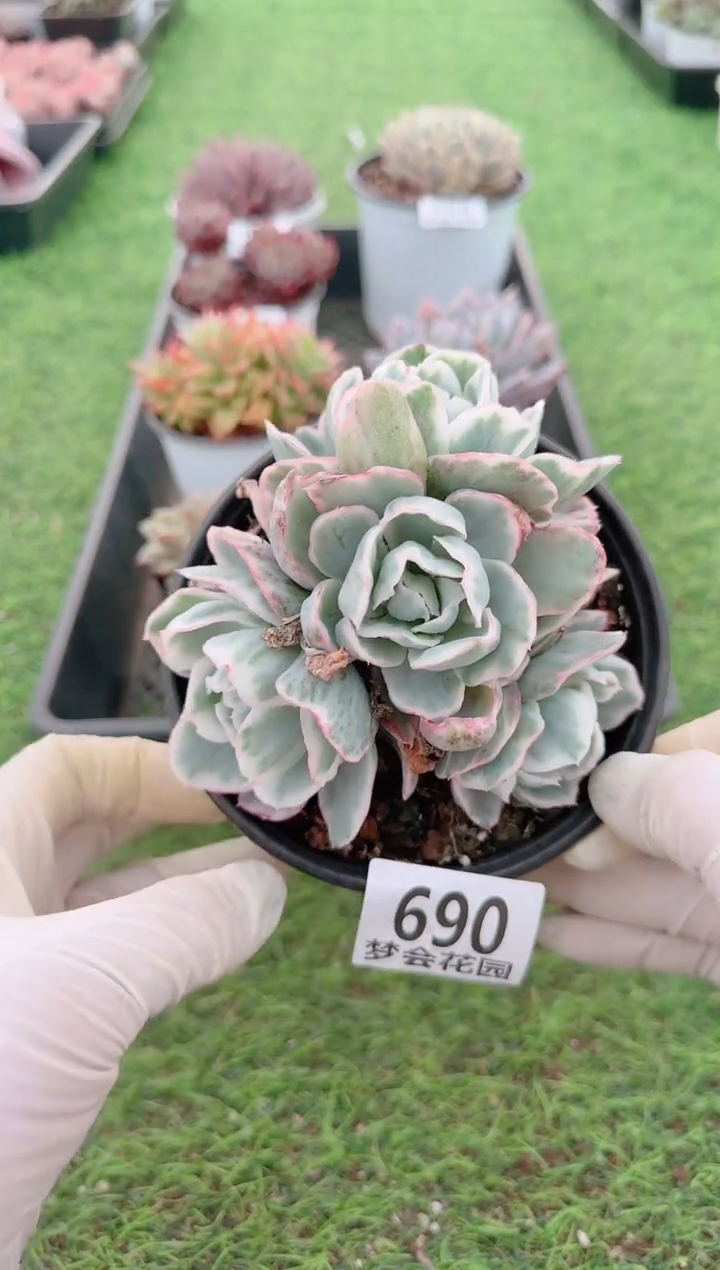 【闪购商品】梦会多肉一物一拍