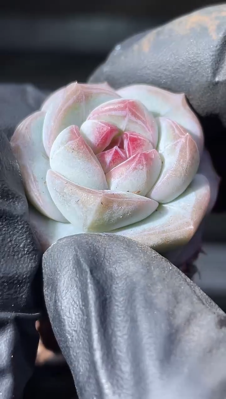 27-90李白2-3厘米量拍发一颗