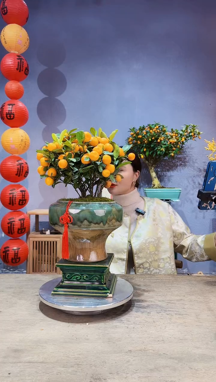 【闪购商品】盆景年桔 005