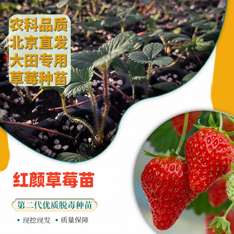 【北京农科院草莓苗】红颜草莓种苗阳台草莓苗盆栽二代脱毒母苗