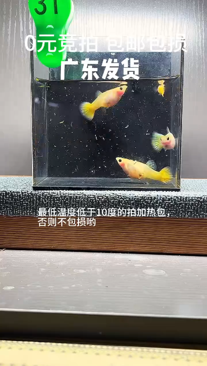 孔雀鱼黄金玻璃猫一公三母编号31