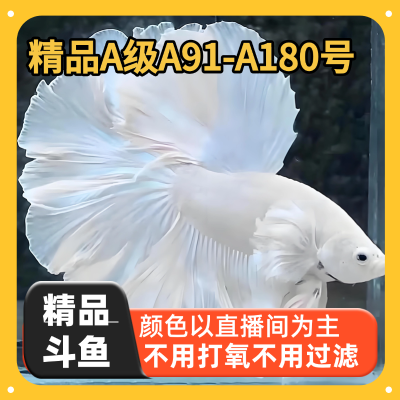 泰国精品斗鱼 91-180直播间选号 小型热带观赏鱼婚纱鱼 活体发货