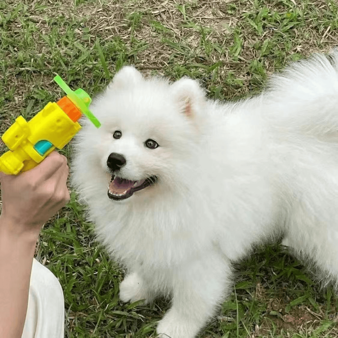 微笑天使萨摩耶幼犬宠物狗，以直播间实物为准