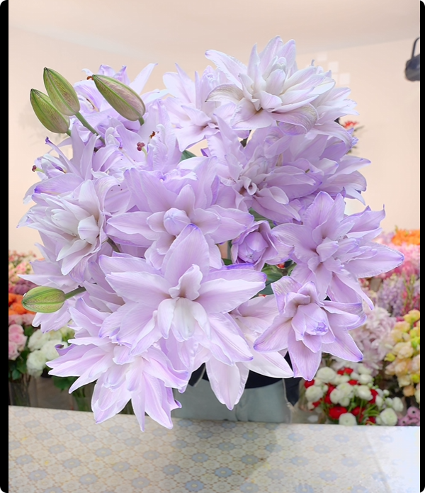 （定制精选）多头紫雾幻影吸色重瓣百合-以直播间展示为准