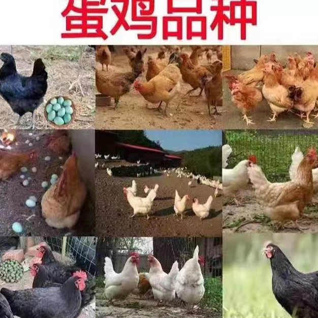 宠物鸡高产蛋顺丰包邮到家（全母）