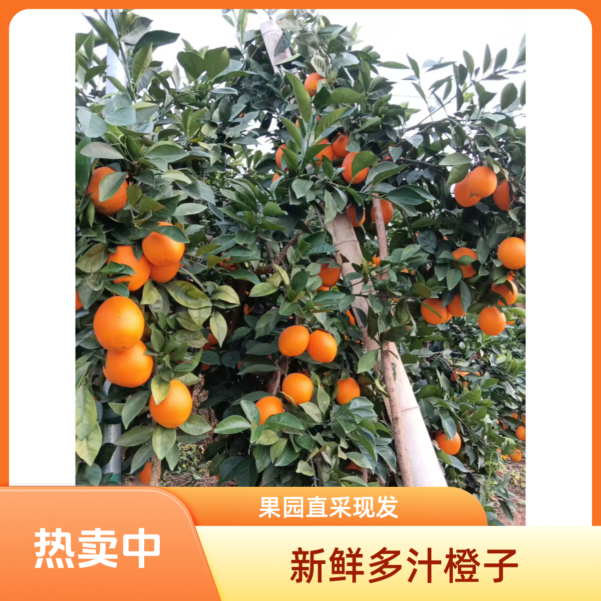 江西赣州直发正宗赣南脐橙皮薄肉厚新鲜水果