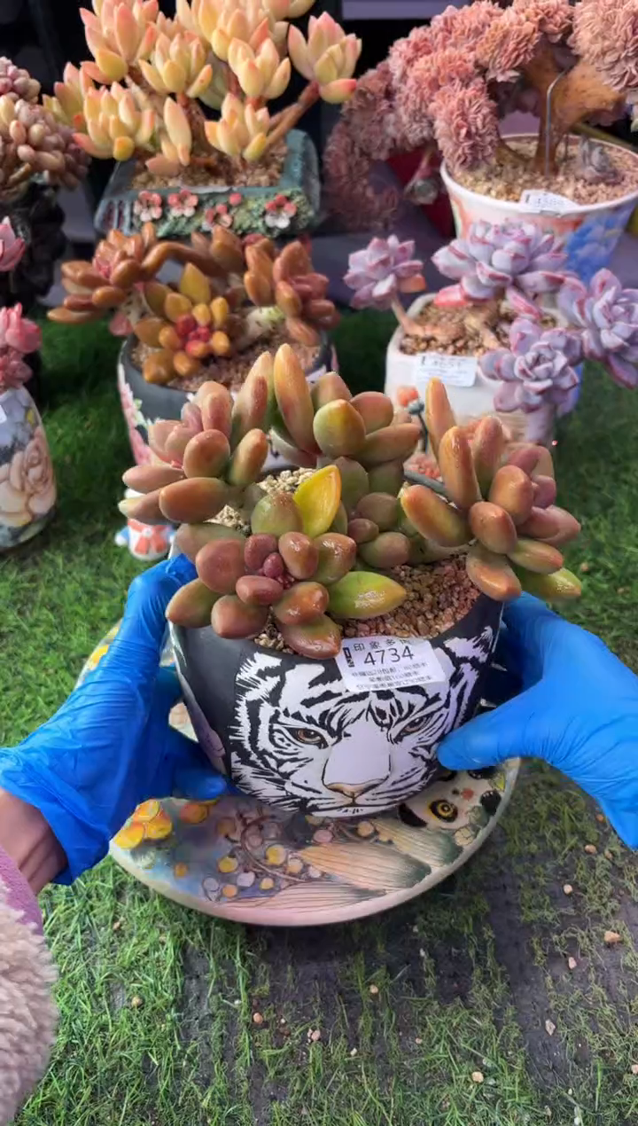 昆明印象多肉4734