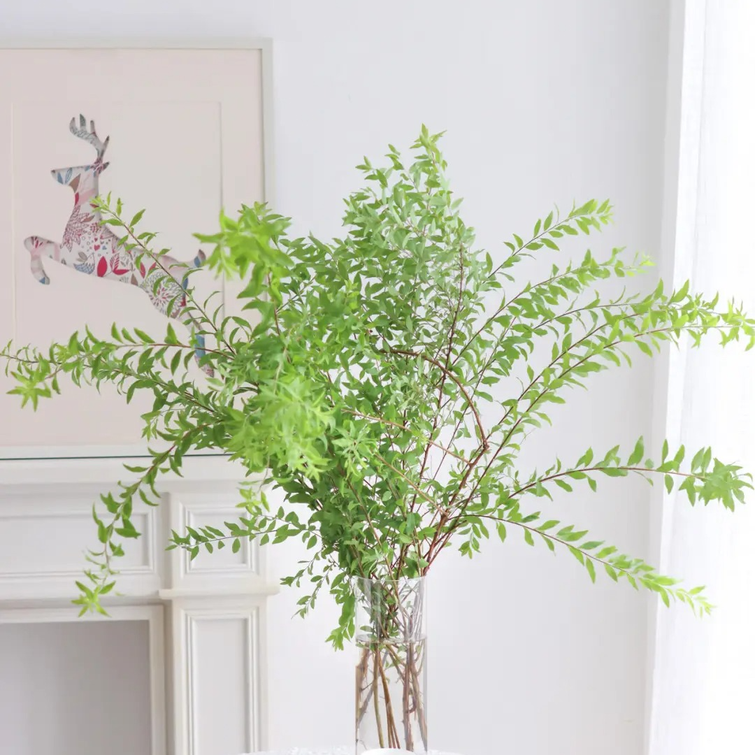 【雪柳叶】草花 山东玫瑰基地 现采现摘 顺丰包邮 直播专享