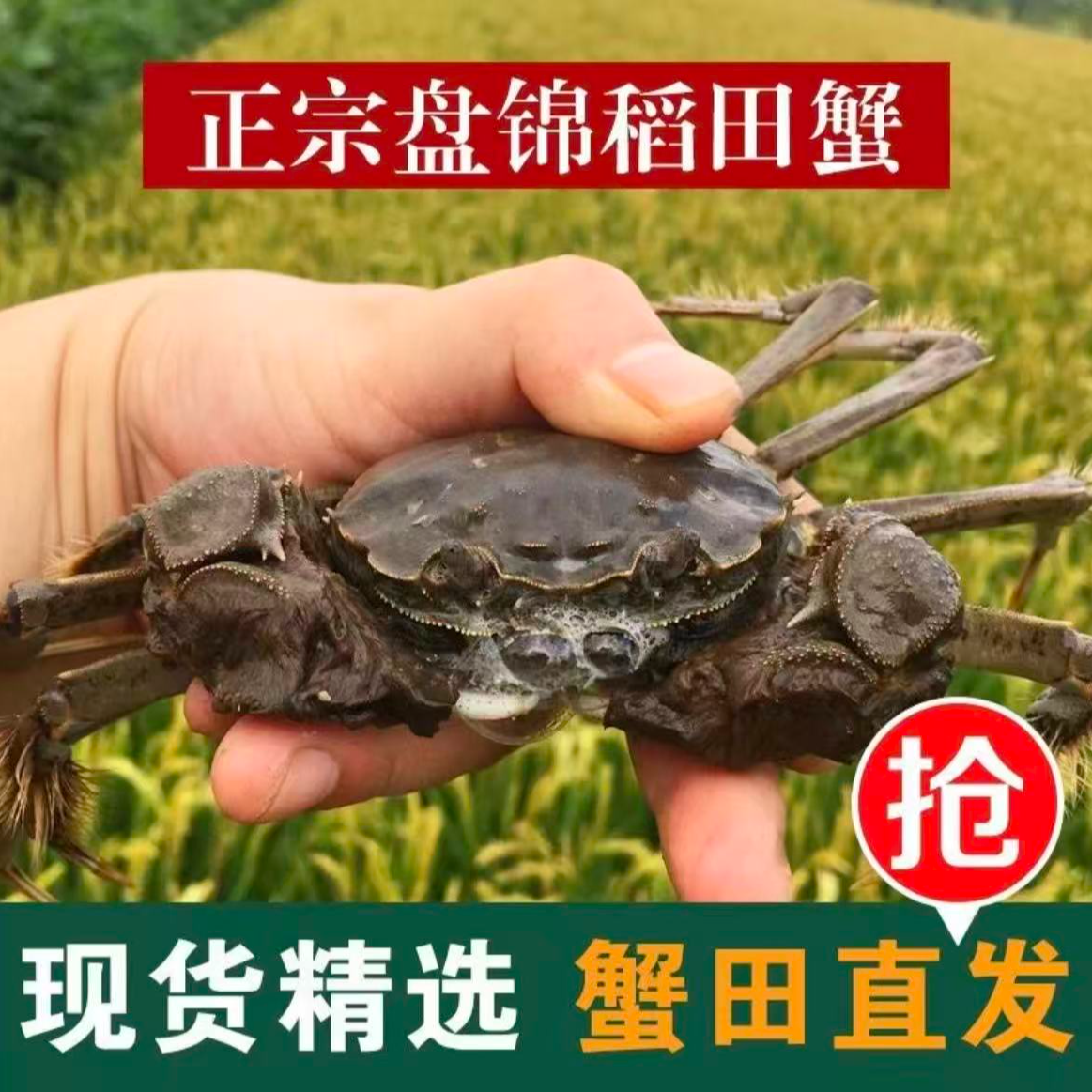 【活蟹】正宗盘锦稻田蟹 公母混搭(1.6-1.4两/只)公蟹10只+母蟹10只