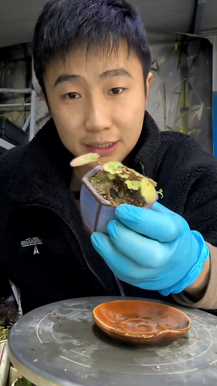 妈*猪中青园艺一物一拍花463