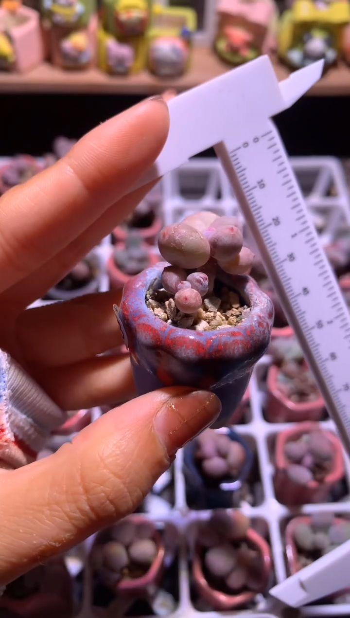 mini彩虹奶酪，满28包邮，不满发一个叶片到付