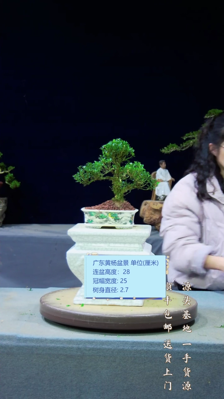 【闪购商品】黄杨盆景艺术黄杨盆景艺术