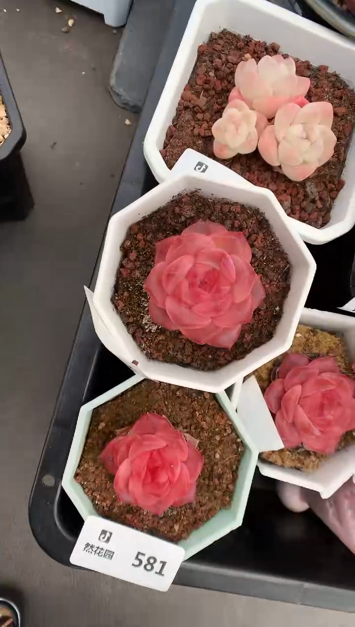 【闪购商品】589琥珀一物一拍