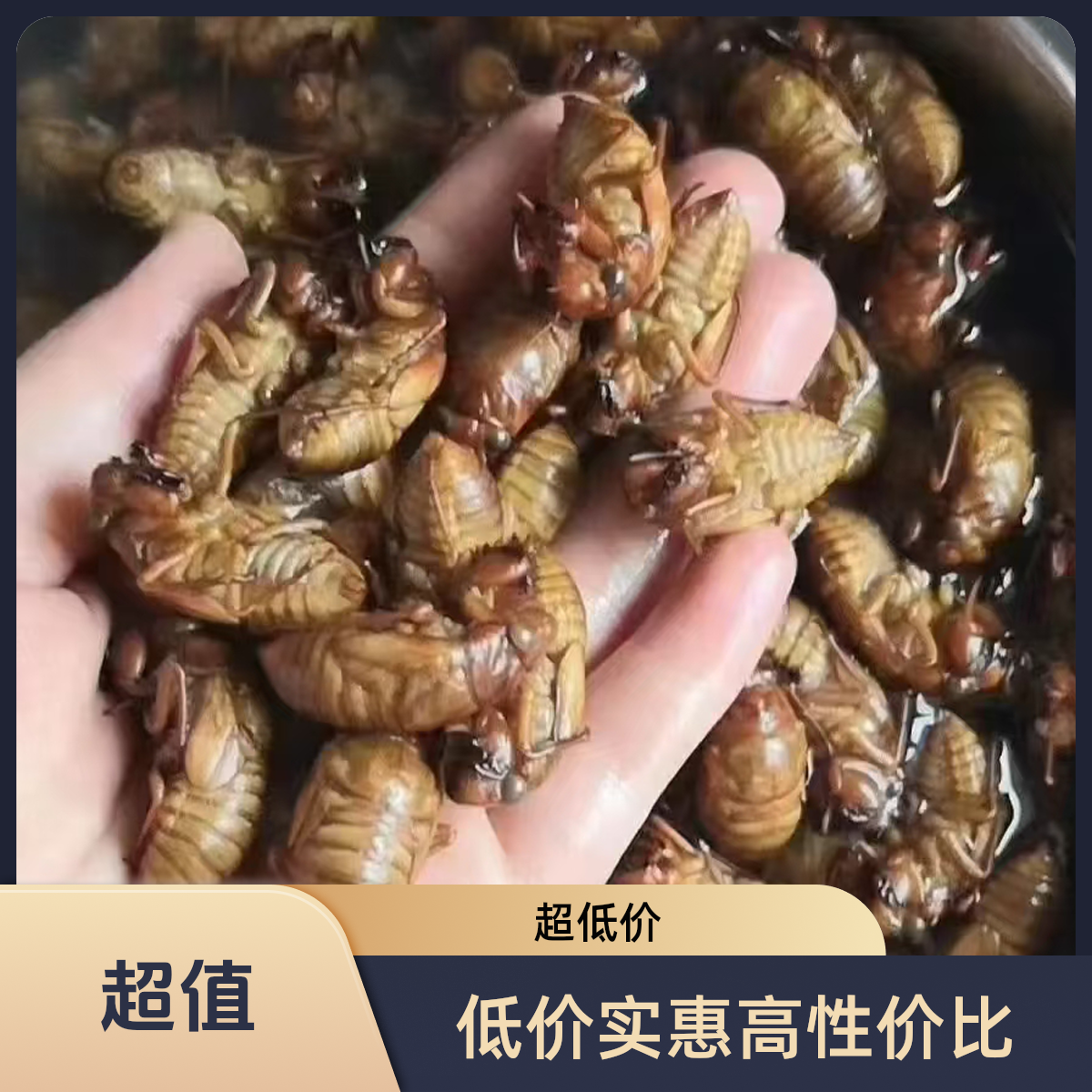 【正晨农场N.2】  新鲜金禅  爬叉  知了1猴  顺丰冷链  