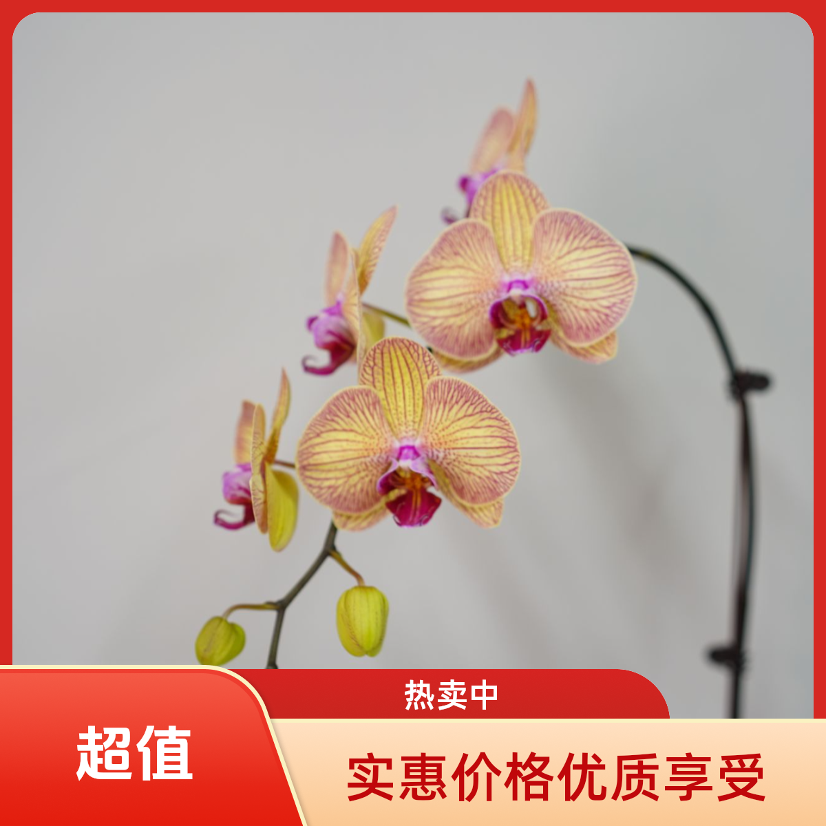 朝暮里蝴蝶兰【小安童】带花带花苞开花珠发货