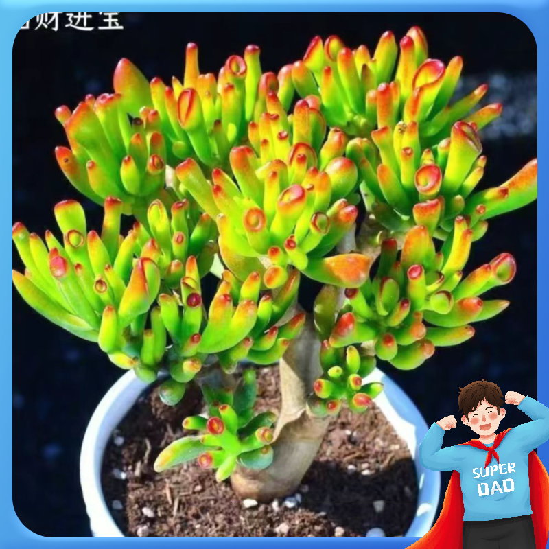 吸财树多肉老桩玉树多肉植物室内盆栽超大颗好养肉肉大株盆景花卉