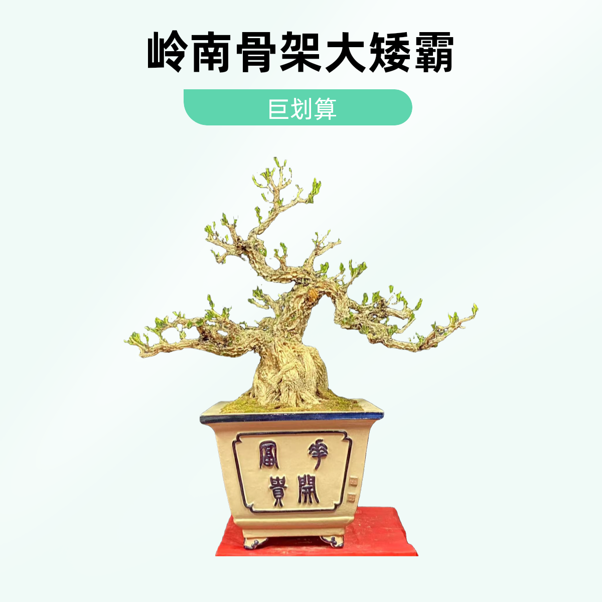 黄杨盆景11公分岭南骨架矮霸老桩室内外盆景好养易活小叶黄杨