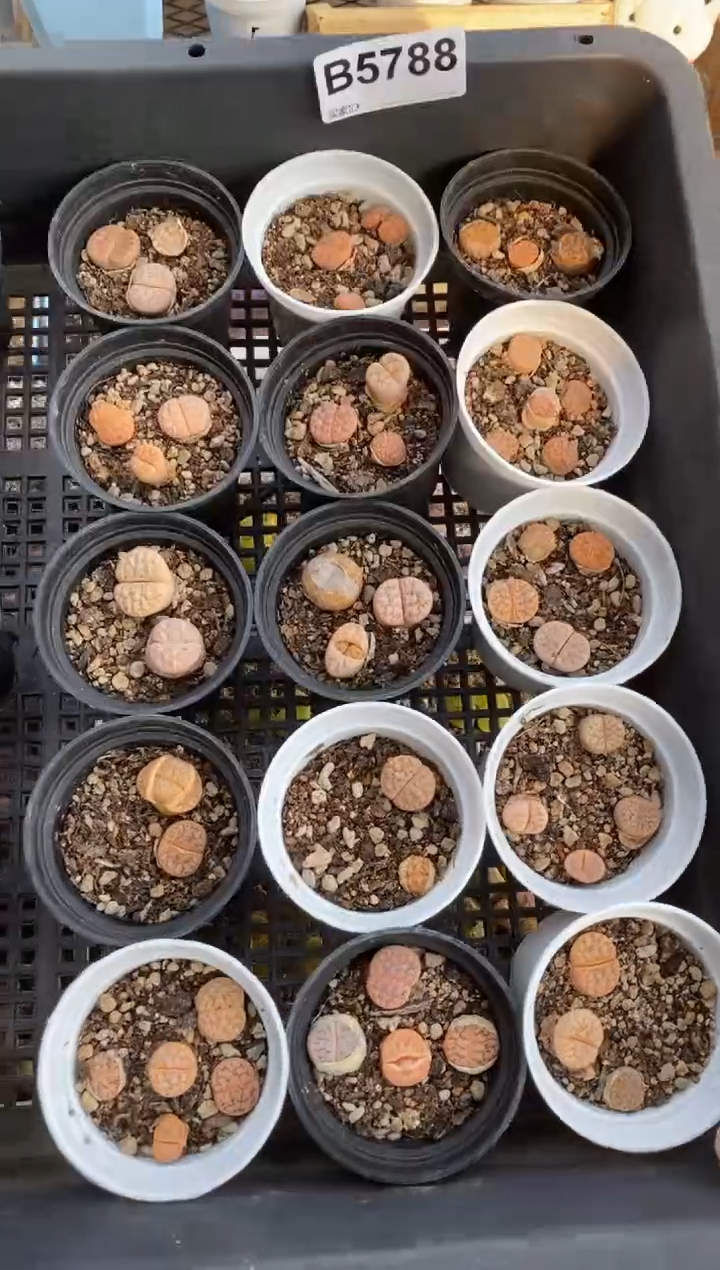 5788直播一物一拍