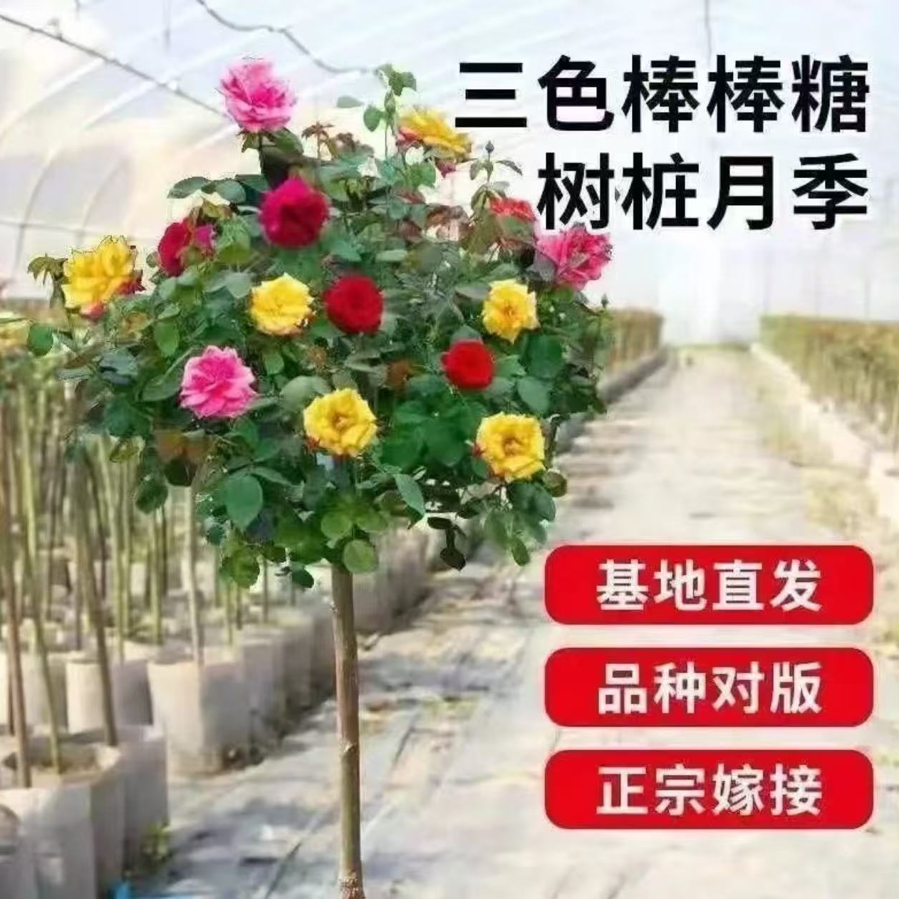 【顺丰发 高1米左右 】多色棒棒糖月季对版对色盆栽室内外花月季