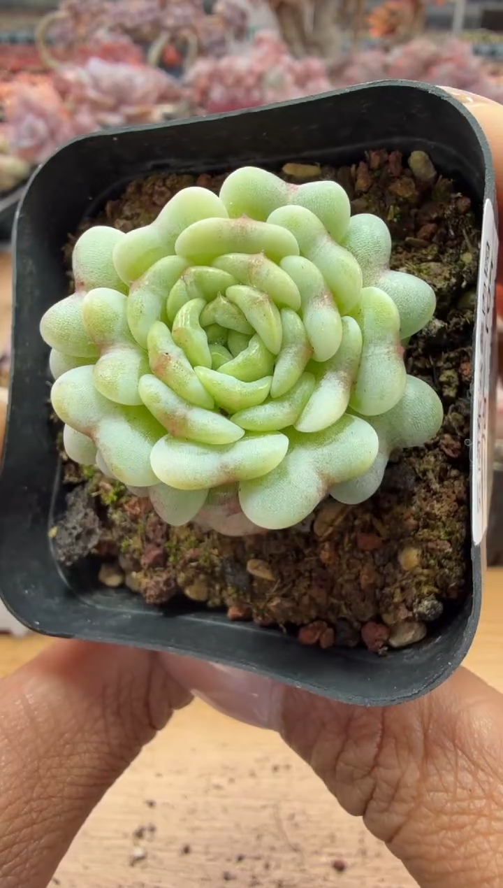 东云多肉园二店-104