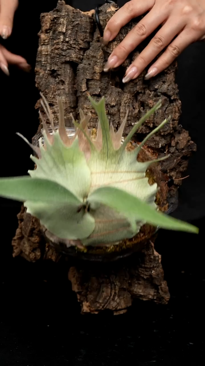 不开花植物LC1231-08 321