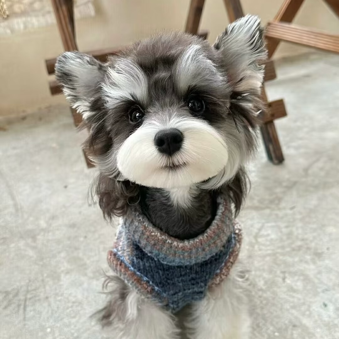 活体宠物狗狗直播挑选一物一拍