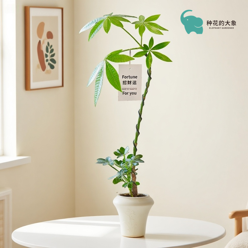 造型月光龙猫伞发财树鸭脚木盆栽绿植室内桌面四季常青好养植物
