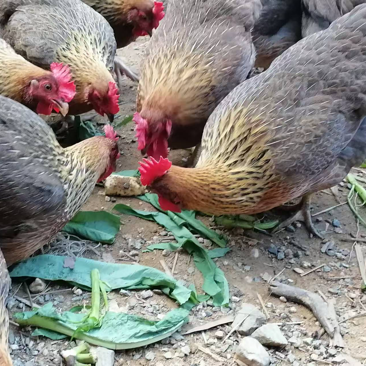 农家散养土鸡项五谷杂粮喂养冷链发货次日达【240天净重2.8斤以上】火锅食材