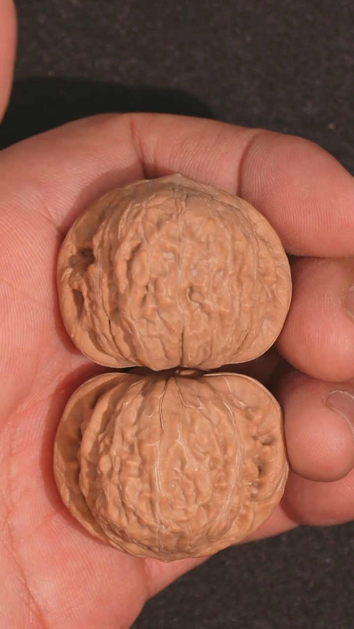 【闪购商品】文玩核桃把件铁锤37全品