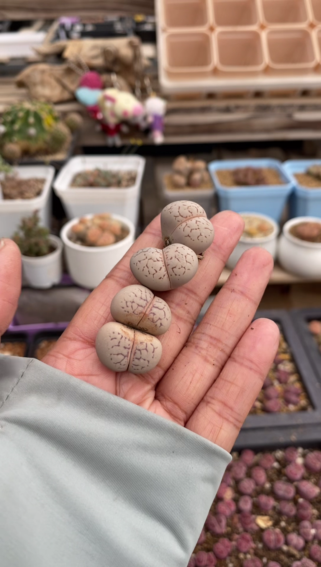 6389直播一物一拍