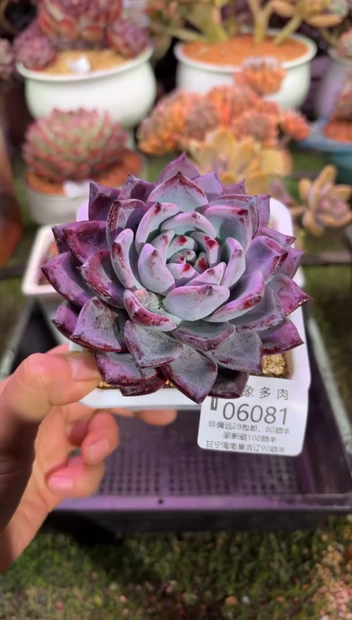 【闪购商品】06081