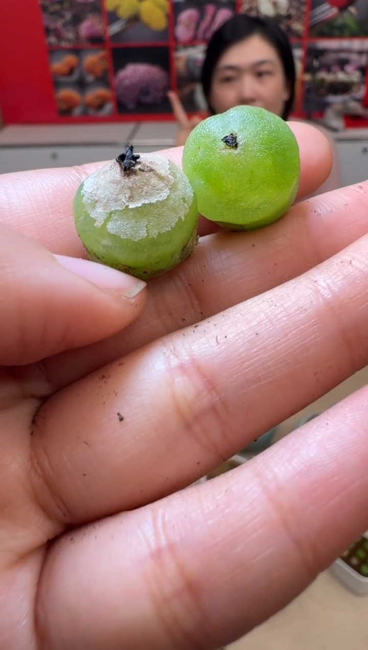 【闪购商品】1/24-75 哈默灯泡一颗