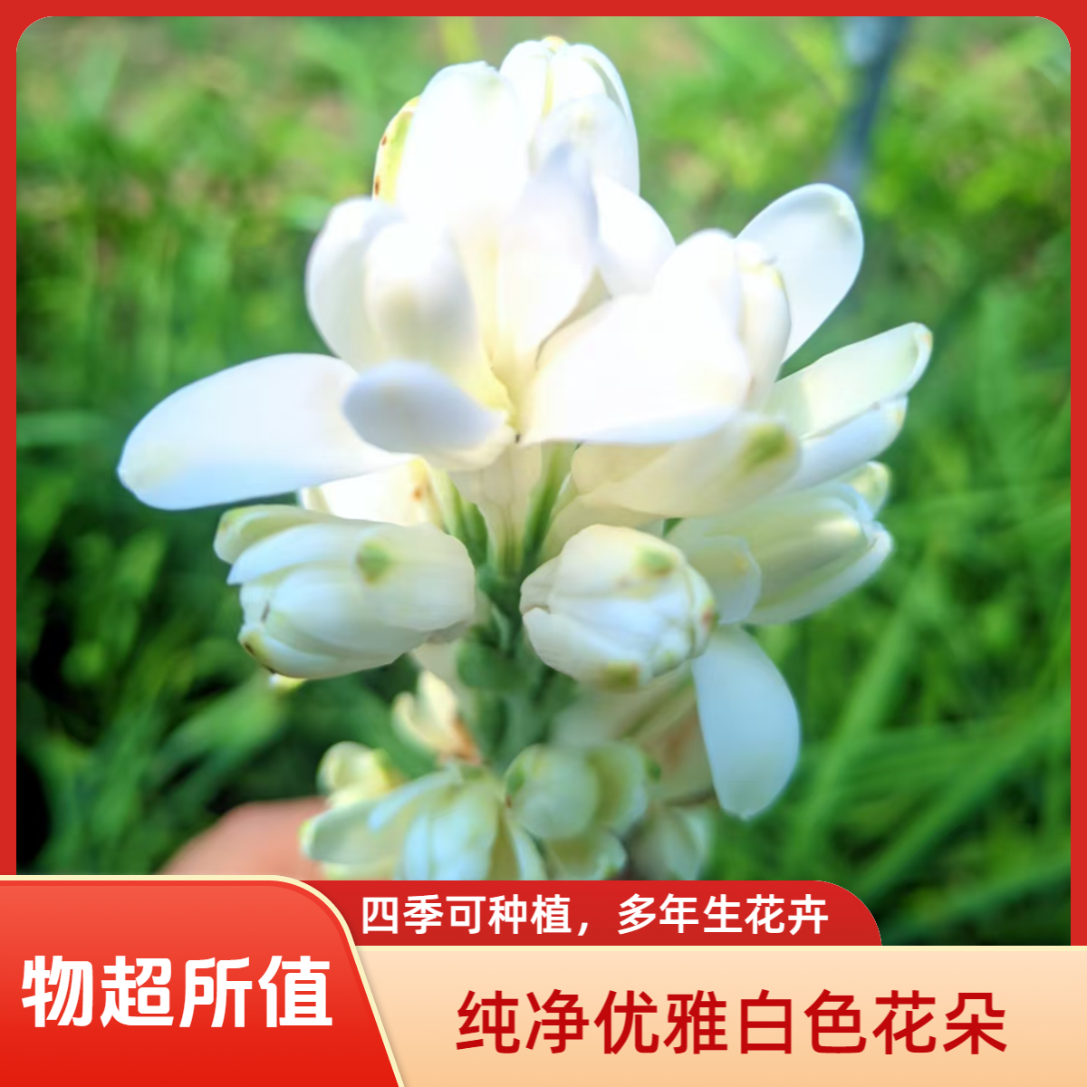 【晚香玉种球】重瓣晚香玉种球四季种植盆栽阳台晚香玉大种球