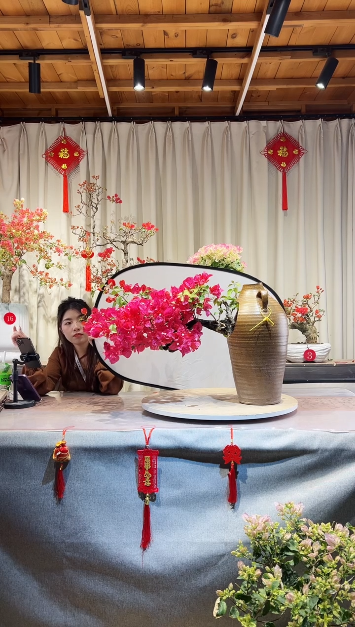 【闪购商品】盆景同安红