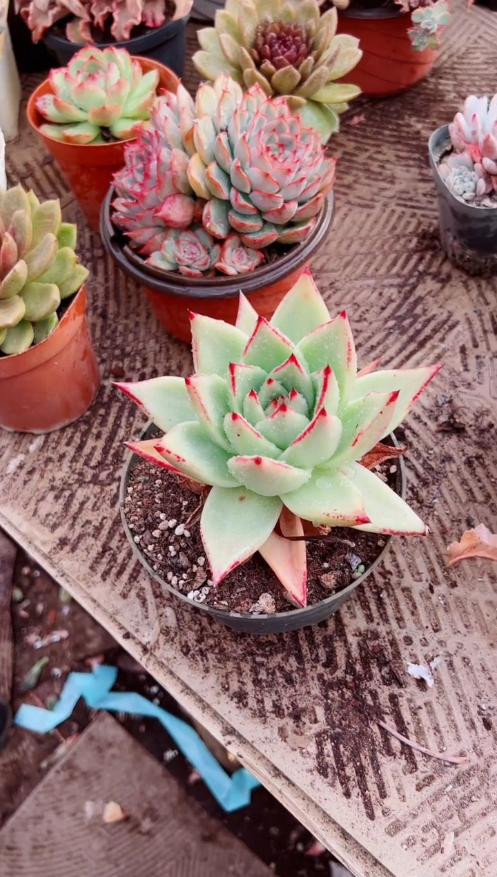 时***客多肉植物一物一拍28142