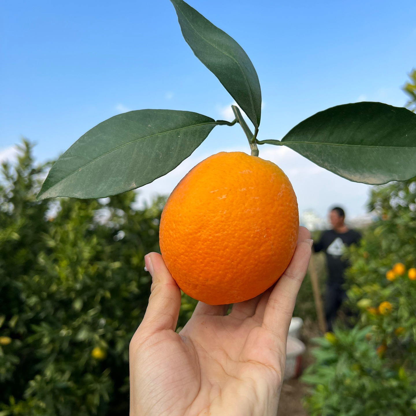 宾川正宗产地直发新鲜现摘奉节脐橙脆甜化渣水果礼盒