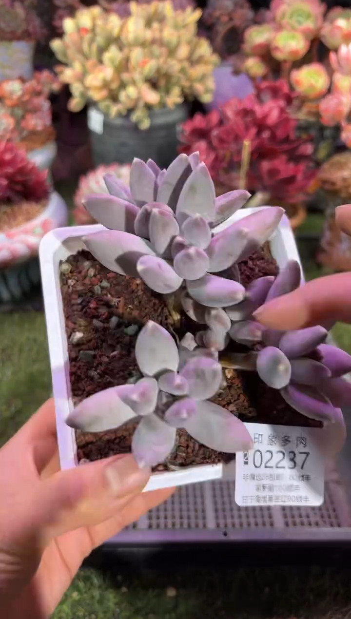 【闪购商品】02237