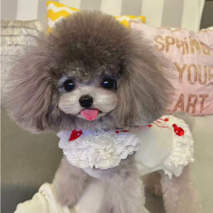 Niki家的灰泰迪幼犬