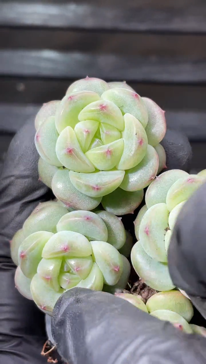 23-72 气球翡 2-3厘米量拍发一颗