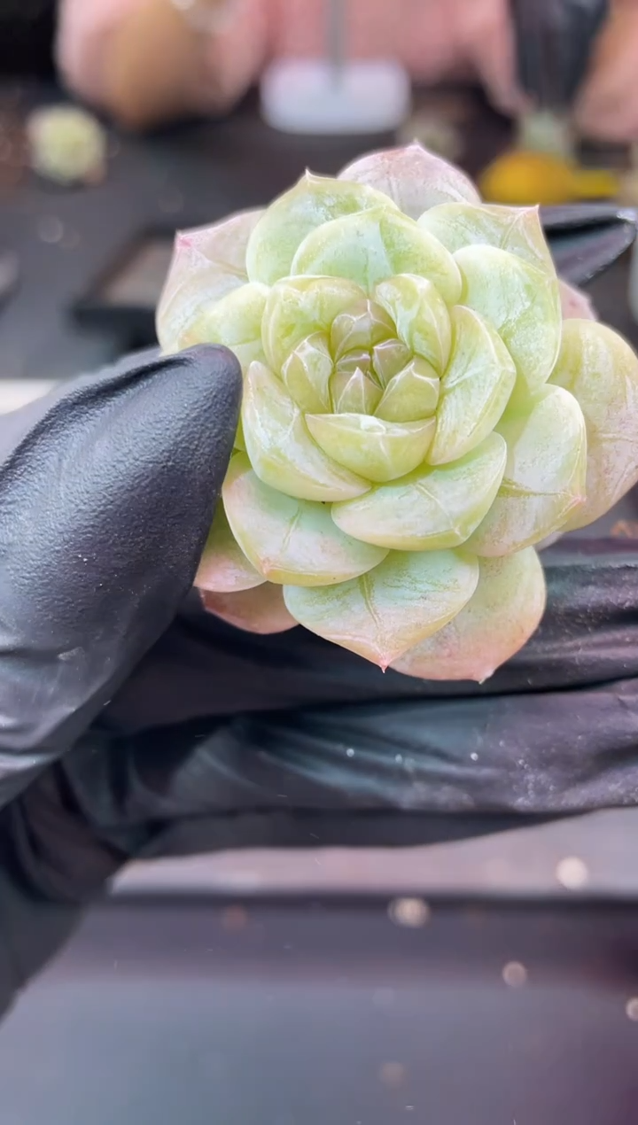 闪购1087 荷塘月色多肉一颗    3.8-4厘米