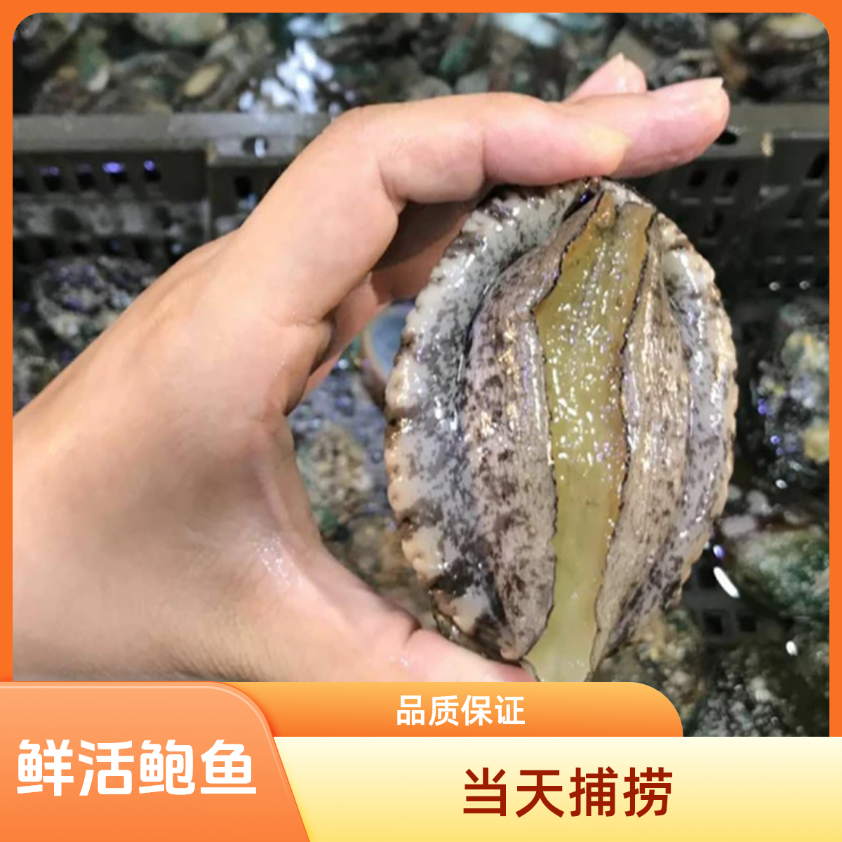 鲜活鲍鱼【老笨生鲜】 到家后保鲜不保活