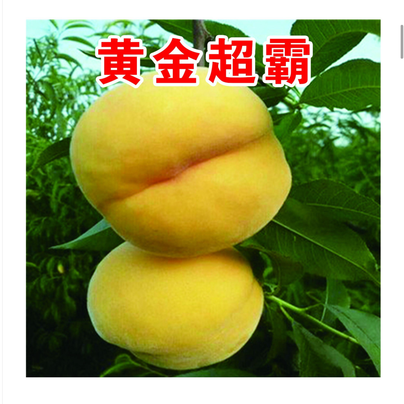 黄金超霸一年生种子