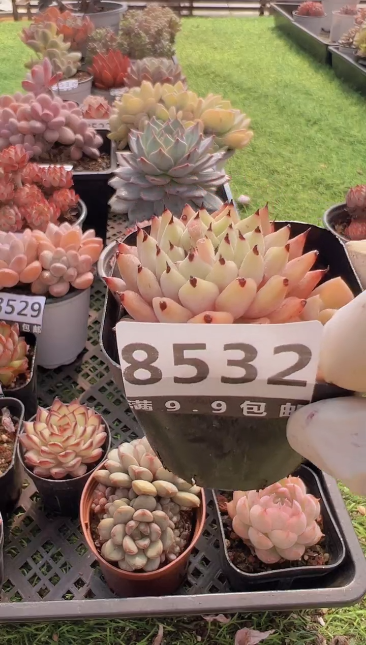 【闪购商品】信福多肉一物一拍