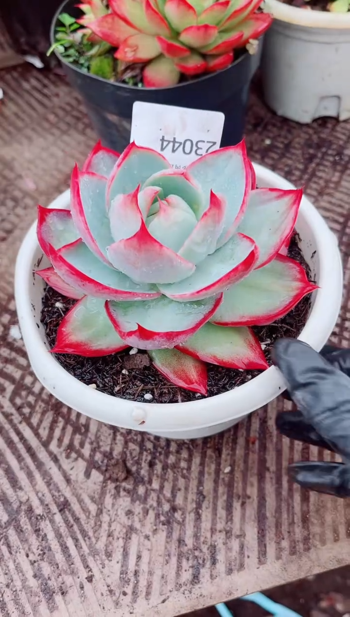 静***g跃跃精品多肉23044