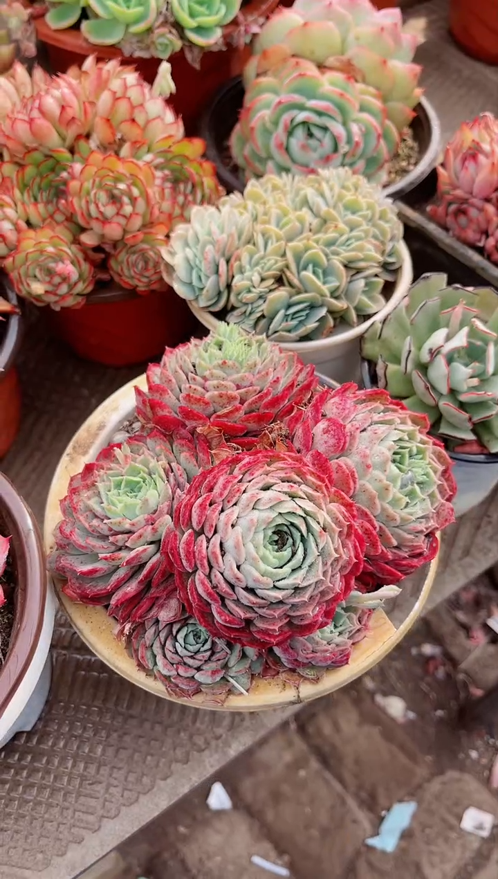 【闪购商品】09263多肉