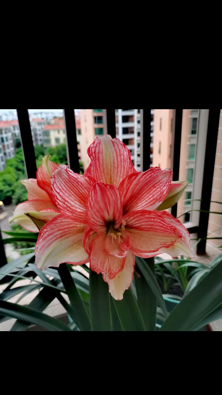 朱顶红倾城之恋5厘米